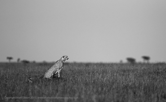 A Cheetah's View