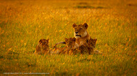Lioness and family