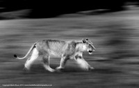 Lioness on the move