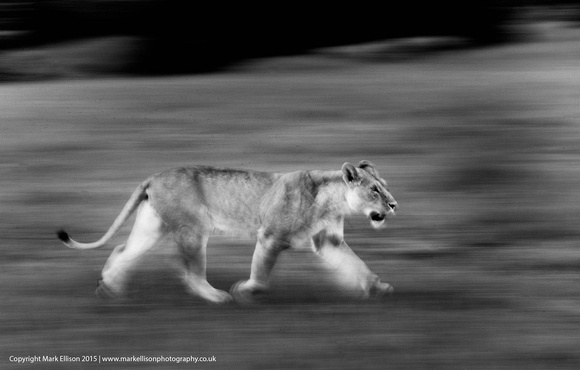 Lioness on the move