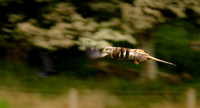 Red kite in action