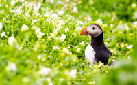Puffin in the green