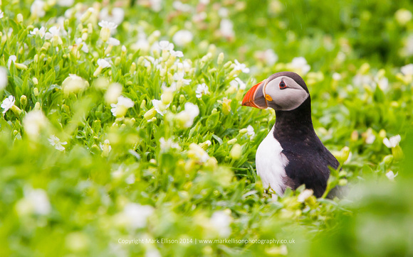 Puffin in the green