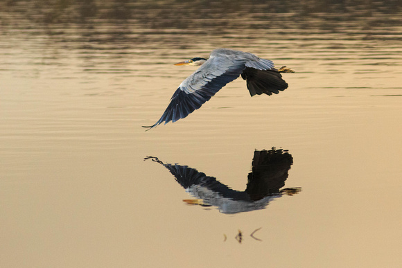 Low flying heron
