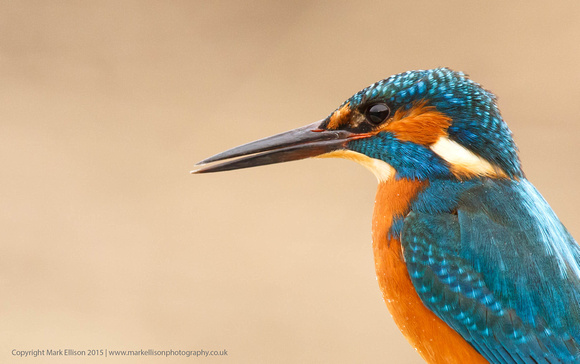 Male Kingfisher close-up