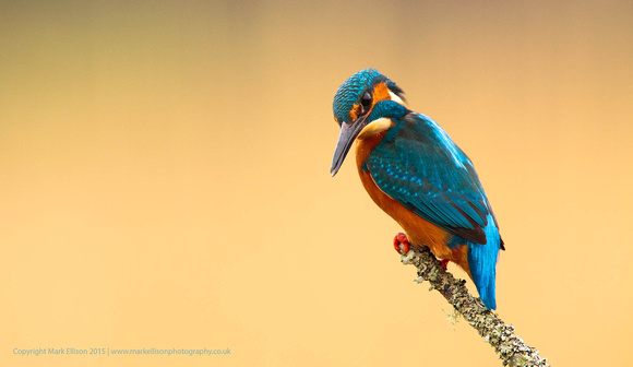 Male Kingfisher on tree branch
