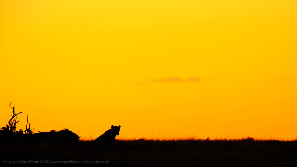 Lioness at Sunrise