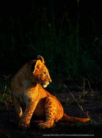 Lion cub at sunrise