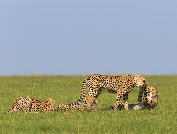 Cheetah cubs at play