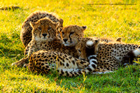 Male leopard cub and his sisters