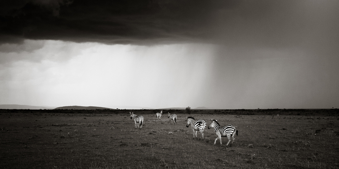 Zebras and the Storm