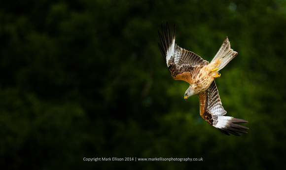 Swooping Red Kite