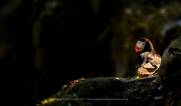 Puffin in a patch of light