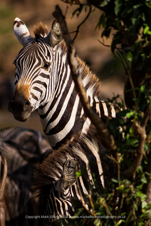 Zebra in evening sunlight