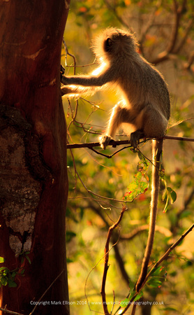 Backlit Vervet Monkey