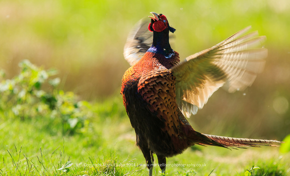 Male Pheasant Displaying
