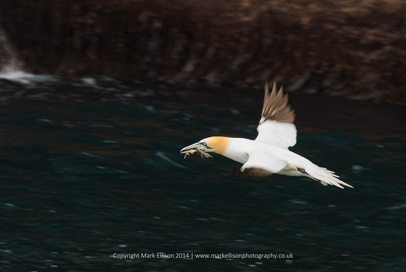Gannet with seaweed
