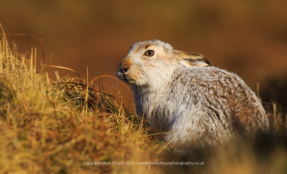 Mountain hare in winter sunlight