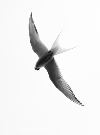 Overhead Tern