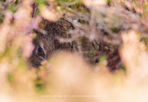Hidden Hare