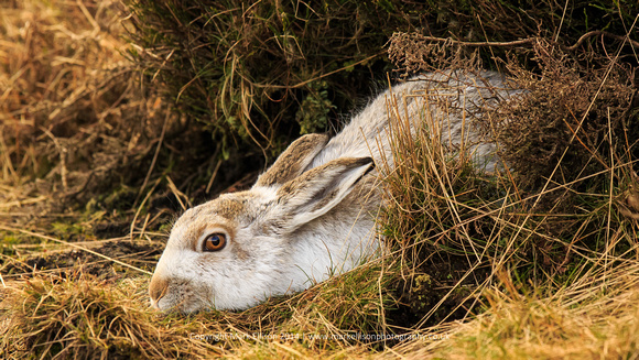 Mountain hare in form
