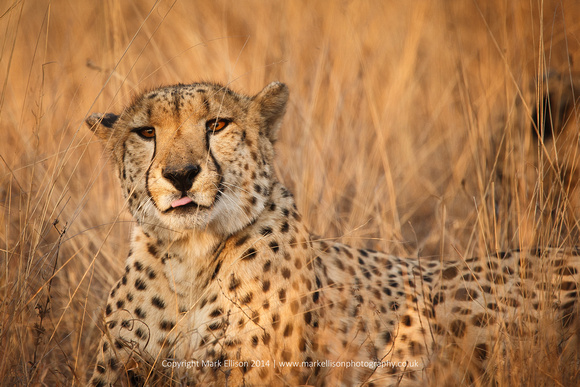 Cheetah at rest