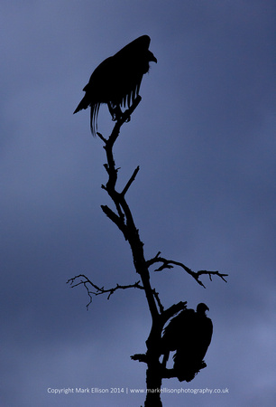 Vulture silhouettes